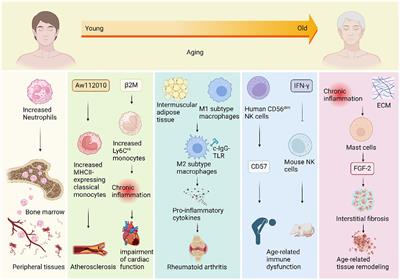 Age-associated changes in innate and adaptive immunity: role of the gut microbiota